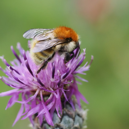 Papillons au col de Gleize