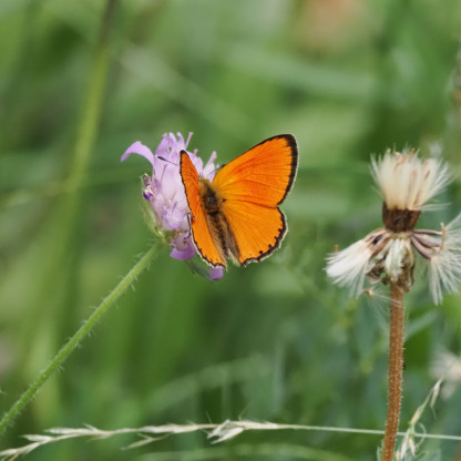 Papillons au col de Gleize